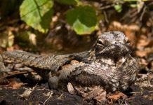 Ученые из Кардиффа тестируют новых дронов для поиска гнезо козодоев