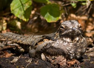 Ученые из Кардиффа тестируют новых дронов для поиска гнезо козодоев