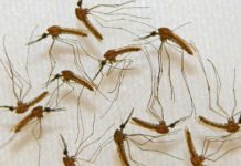 Найден новый подход к лечению малярии