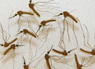 Найден новый подход к лечению малярии