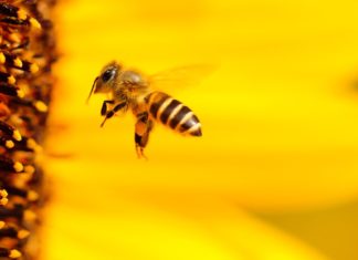 Найден уникальный ген пчел
