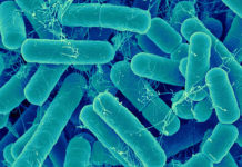 Ученые сумели облегчить создание новых антибиотиков