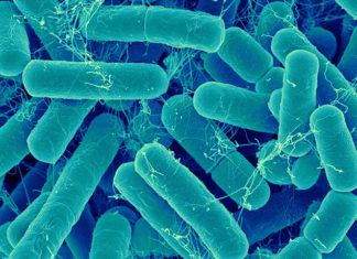 Ученые сумели облегчить создание новых антибиотиков