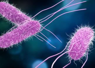 Сальмонелла вырабатывает большую устойчивость к антибиотикам