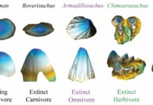 Предки крокодилов были полу-вегетерианцами