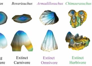 Предки крокодилов были полу-вегетерианцами