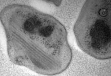 В атмосфере Земли найдена новая бактерия