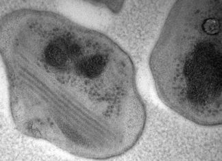 В атмосфере Земли найдена новая бактерия