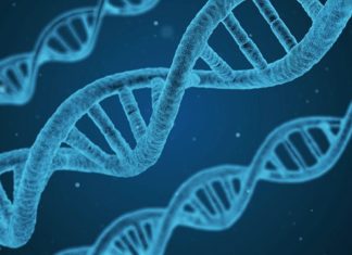 Найден способ деактивировать устойчивость стафилококка к антибиотикам