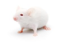 Ученые сумели увеличить продолжительность жизни старых крыс при помощи энзима