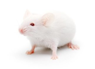 Ученые сумели увеличить продолжительность жизни старых крыс при помощи энзима