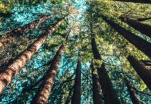 Прогулка в лесу может существенно уменьшить стресс