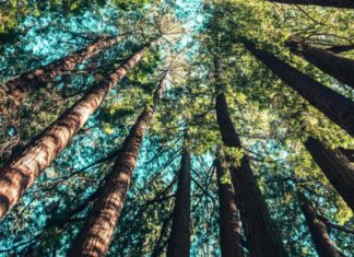 Прогулка в лесу может существенно уменьшить стресс