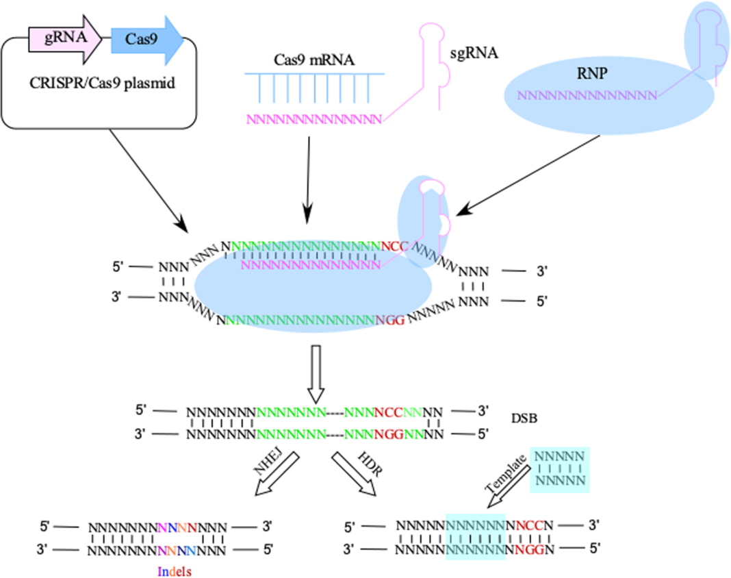 Crispr cas. CRISPR cas9 технология. CRISPR CAS технология. CRISPR CAS схема. Технология редактирования генома CRISPR/cas9.