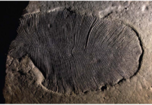 Ископаемые жиры указывают на более позднее развитие животного мира