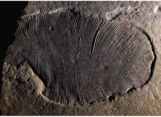 Ископаемые жиры указывают на более позднее развитие животного мира