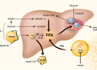 Метаболизм печени может быть изменен
