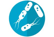 Кишечные бактерии могут стать катализатором новых пробиотиков