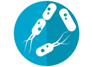 Кишечные бактерии могут стать катализатором новых пробиотиков