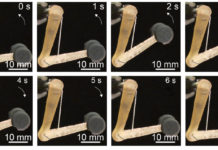 Учёные создали мышцы для роботов
