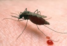 Найден грибок, уничтожающий малярию