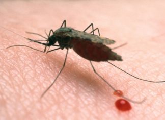 Найден грибок, уничтожающий малярию