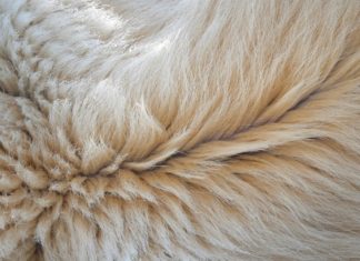 Полярный медведь может послужить вдохновение для нового инсуляционного материала