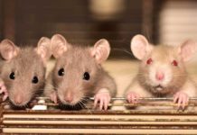 Вино может помочь астронавтам добраться до Марса