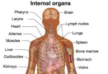 Найден способ сделать органы безопаснее для трансплантации