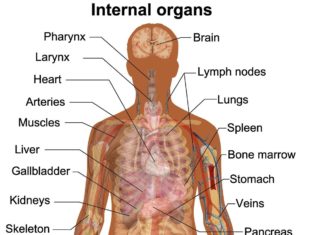 Найден способ сделать органы безопаснее для трансплантации