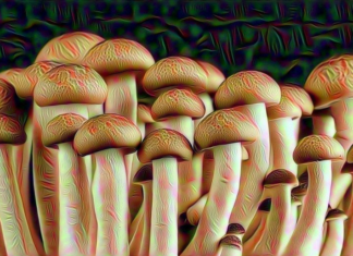 Микродозы ЛСД оказываются эффективными против депрессии