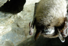 Найдена вакцина против синдрома белого носа у летучих мышей