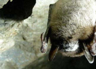 Найдена вакцина против синдрома белого носа у летучих мышей