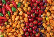 ГМО продукты не так опасны, как думает общественнность