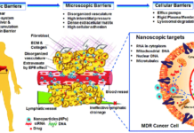 Ученые преодолели биологический барьер для борьбы с раком