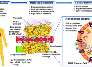 Ученые преодолели биологический барьер для борьбы с раком