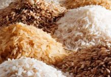 Бионженерия и рис – как сделать культуры продуктивнее