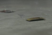 Создан уникальный робот на основе таракана