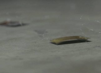 Создан уникальный робот на основе таракана