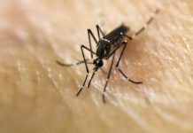 Разработан способ быстрого обнаружения москитных вирусов