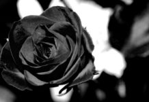 Компания Rosy Tech предложила альтернативную очистку воды