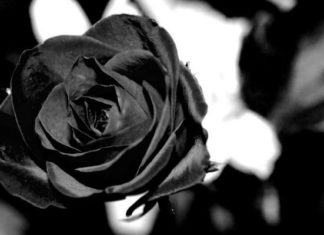 Компания Rosy Tech предложила альтернативную очистку воды