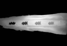 Будущее зубного клининга за умной биопленкой