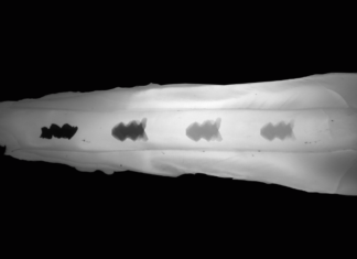 Будущее зубного клининга за умной биопленкой