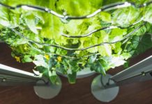 Представлен умный домашний сад iHarvest