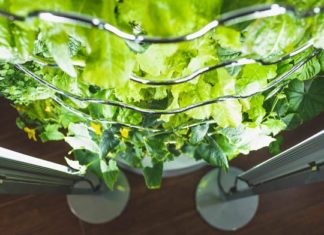 Представлен умный домашний сад iHarvest