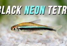 Обнаружен новый вид неоновой рыбы