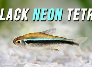 Обнаружен новый вид неоновой рыбы