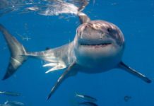 Разработана система сбора ДНК в океане