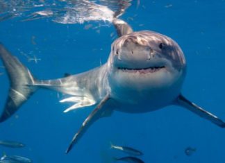 Разработана система сбора ДНК в океане